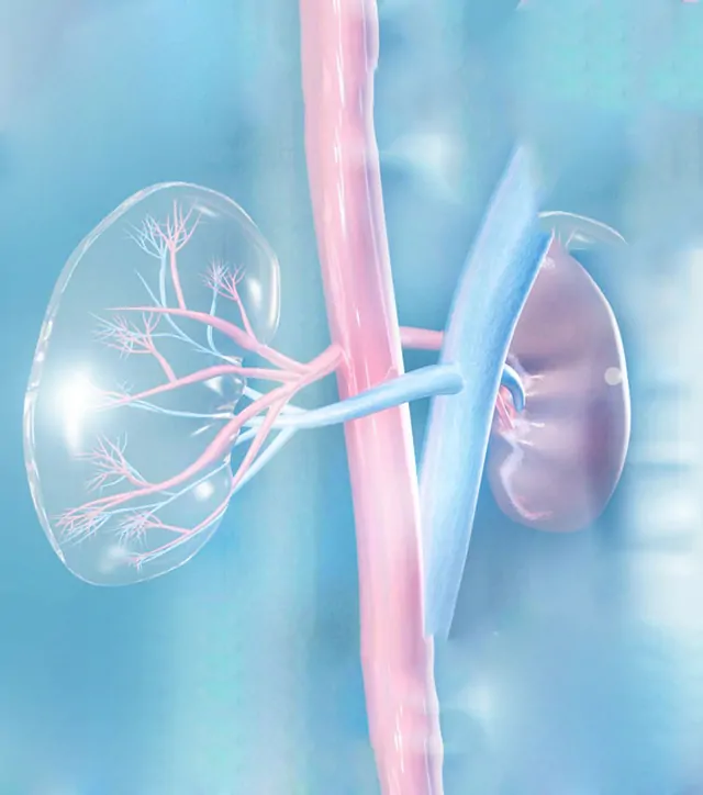 Renal Arter (Böbrek atardamarı) Balon / Stent Uygulamaları